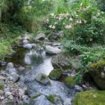 /album/foro-bio-regional/xico-rio-jpg/